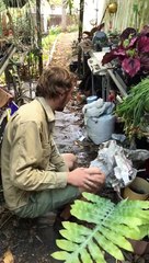 Eastern Brown Snake Slithers into Bag