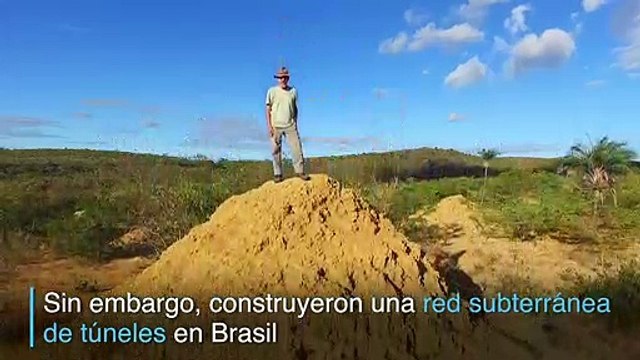 Termitas brasileñas excavan superficie como la de Gran Bretaña