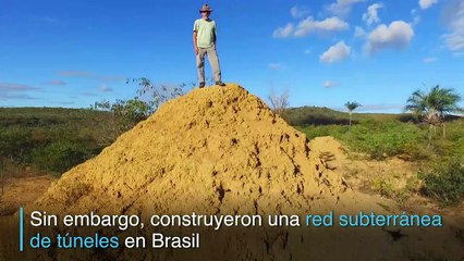 Termitas brasileñas excavan superficie como la de Gran Bretaña