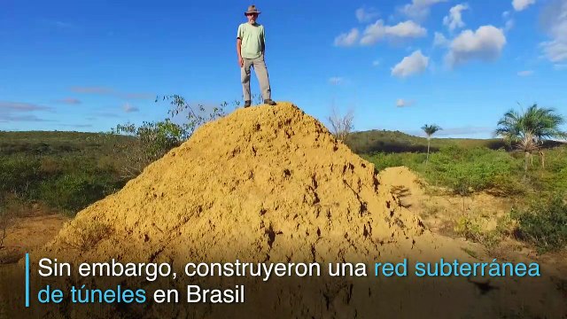 Termitas brasileñas excavan superficie como la de Gran Bretaña