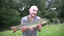 Barbel Fishing - Barbus Barbus & Molesting Mustelids - River Campaign 2017 - 22/8/17 (Video 34)