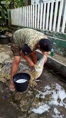 Il fait la toilette à son crocodile de compagnie !!