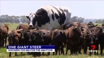 Une vache de 1,94 m et 1,4 tonnes : voici Knickers, la vache géante australienne