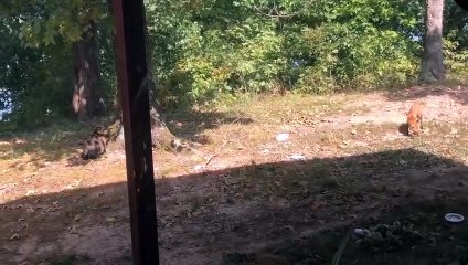 Quand un chat courageux défend sa gamelle d'un renard