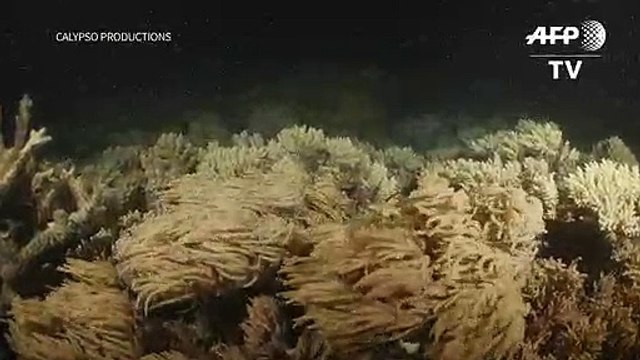 Un ambicioso programa para salvar la Gran Barrera de Coral