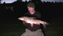 Barbel Fishing - Back Amongst Them - 2017 Warwickshire Avon River Campaign 8/9/17 (Video 36)