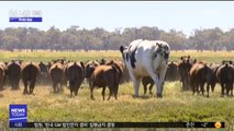 [투데이 영상] '덩치커서 살았죠'…호주서 가장 큰 소
