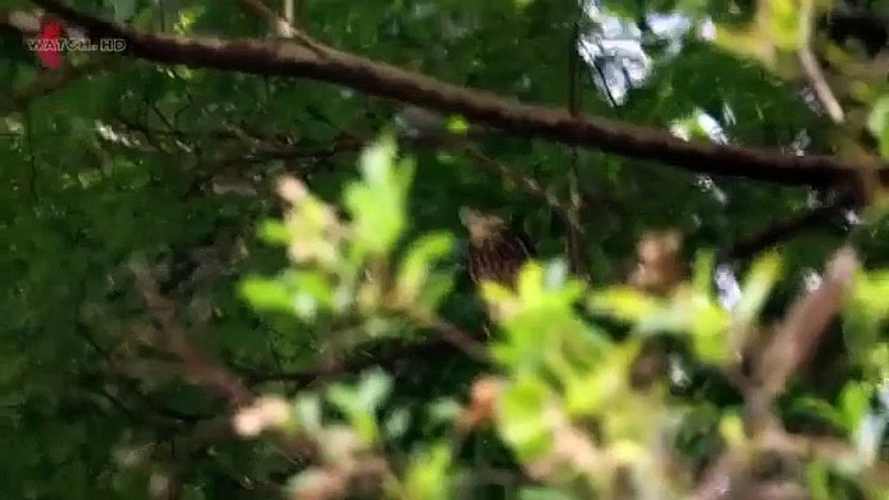 Wild Things With Dominic Monaghan S02 E03