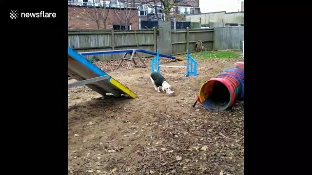 Crazy moves: dog energetically pushes bowls around agility pitch