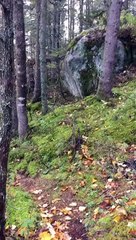 İnsan Gibi Nefes Alan Orman