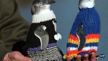 The oldest man in Australia devoted his time to knitting these cute sweaters for penguins