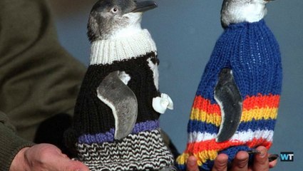 The oldest man in Australia devoted his time to knitting these cute sweaters for penguins