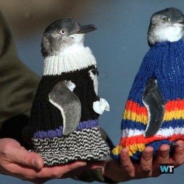 Penguins In Sweaters Is The Cutest Thing You Will See All Day