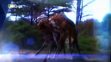 Animal Fight Club S01 E01