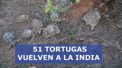 51 Tortugas vuelven a la India tras ser vendidas