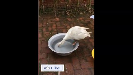 Cutest baby animals in the Animal Kingdom