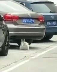 Mekik çeken kedi şaşırttı