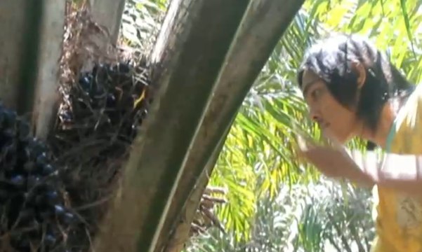 Harga CPO Terjun Bebas, Nasib Petani Sawit Di Ujung Tanduk