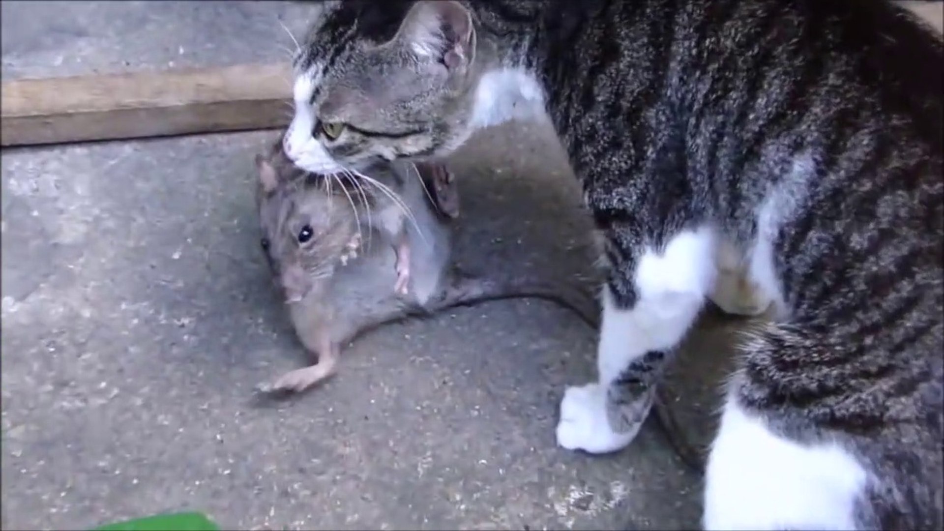 Ce Chat A Attrape Un Rat Aussi Gros Que Lui Bon Chasseur Video Dailymotion