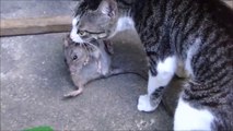 Ce chat a attrapé un rat aussi gros que lui... Bon chasseur