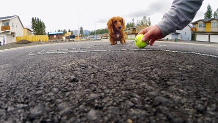 Wiener Dog Plays Fetch with Quadcopter