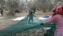 ABD'ye ikinci en yüksek zeytinyağı ihracatı - BALIKESİR