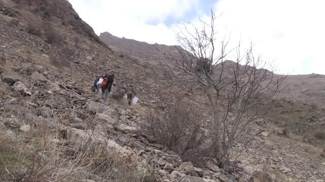 Kaya Balı Na Ulaşmak İçin Tehlikeyi Göze Alıyorlar