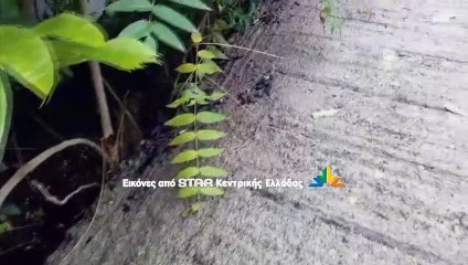 Εμπρηστικός μηχανισμός τύλιξε στις φλόγες περιπολικό στη Θήβα