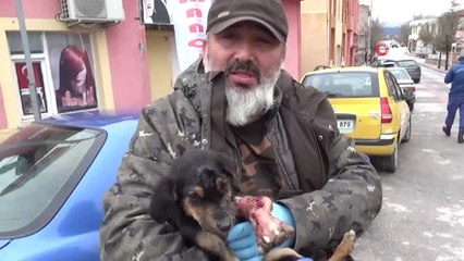 Yaralı Yavru Köpek İçin Seferberlik