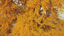 3 Bin Yıllık Ginkgo Ağacının Altın Sarısı Yaprakları Büyülüyor