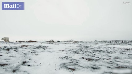 Polar Bear playing with GoPro Camera Kit