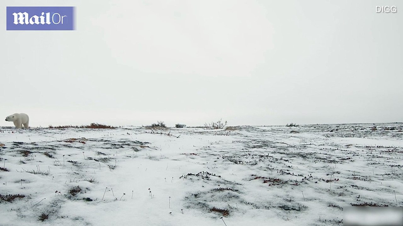 Polar Bear playing with GoPro Camera Kit