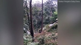 Hilarious moment panda climbs a tree in the most peculiar way