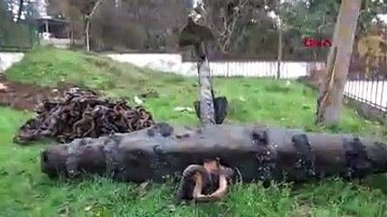 Osmanlı-Rus savaşından mı kaldı; balıkçının ağına takıldı!