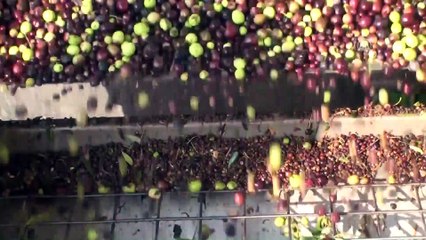 'Kilis zeytinyağı' ABD ve Katar mutfaklarında - KİLİS