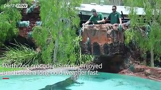 Perth Zoo’s saltwater crocodile Simmo dies