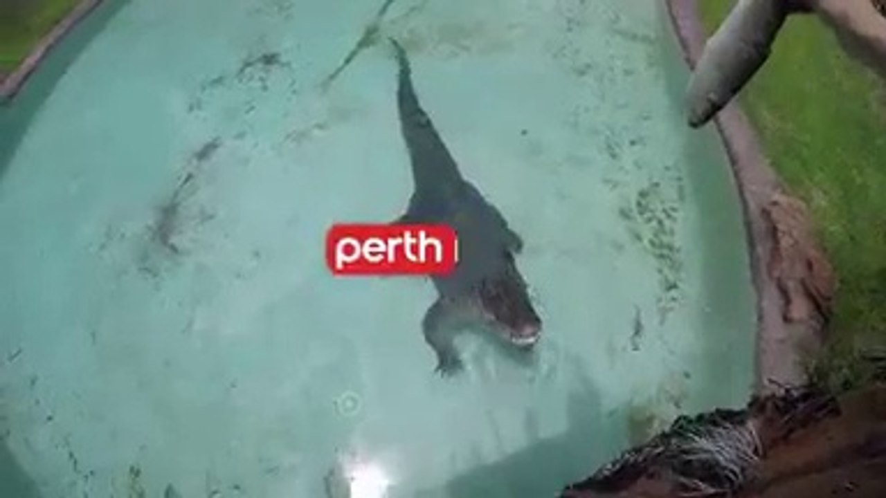 Perth Zoo’s Saltwater Crocodile Simmo dies