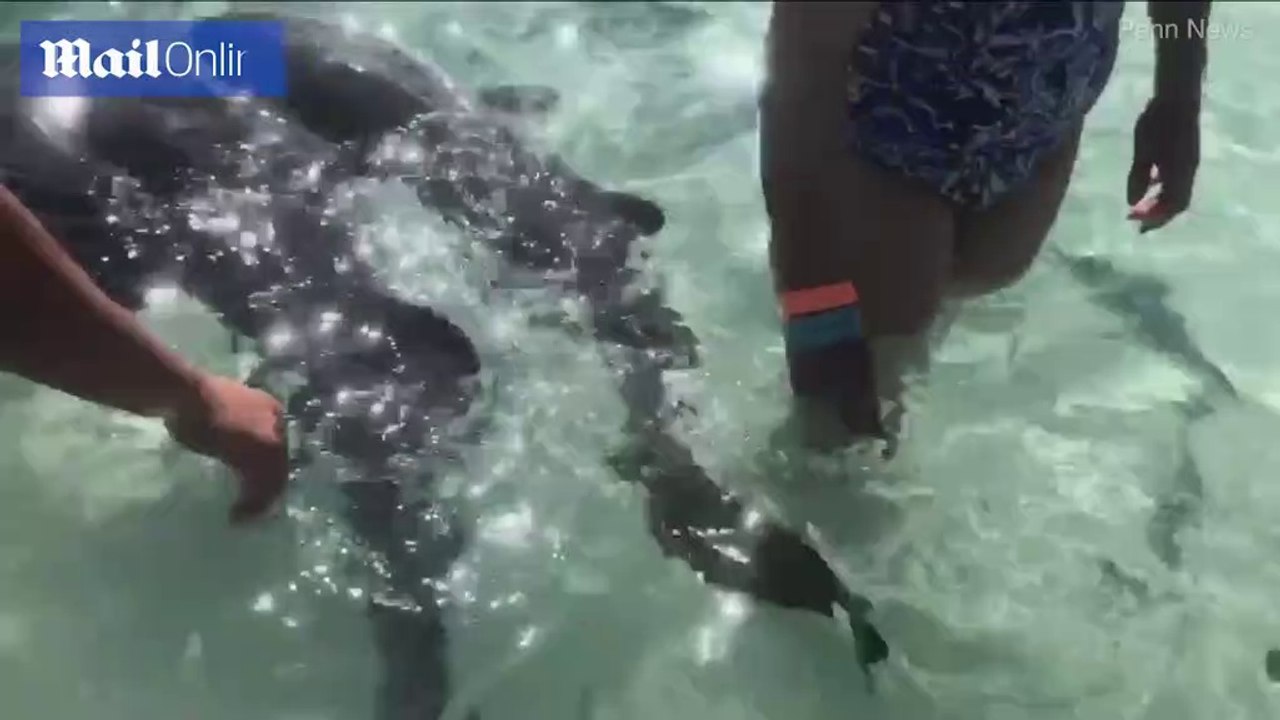 Shocking moment 'Docile' nurse shark bites boy during excursion