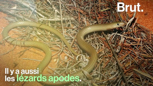 Les lézards apodes n'ont pas de pattes
