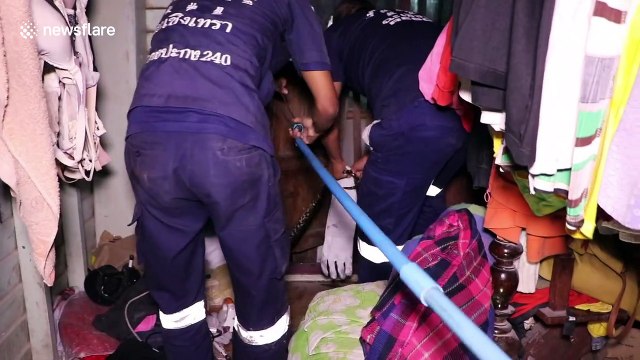 Rescuers' epic tug-of-war with python that lived under house eating family's pet cats