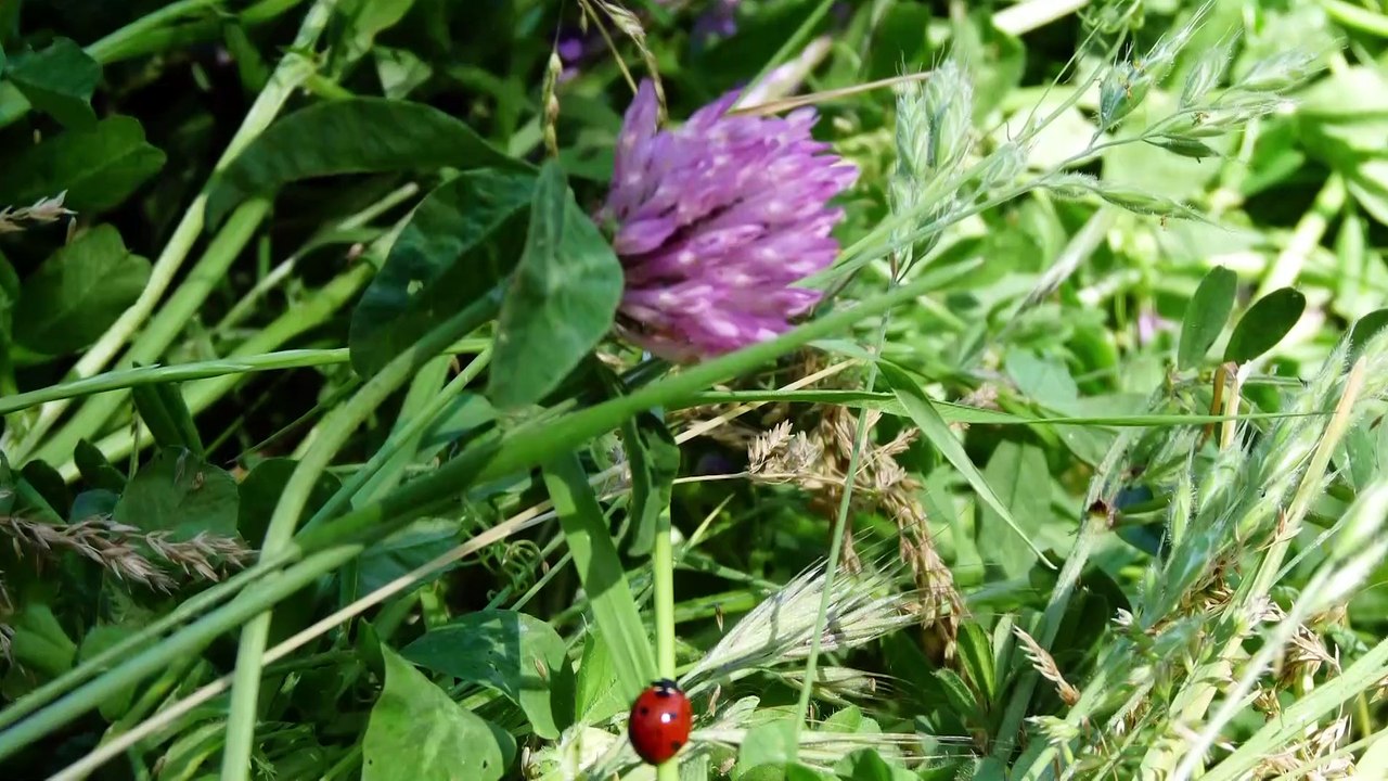 Patrick - Brique 2 - Travailler avec les engrais verts