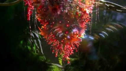 Amazing Colourful Birds