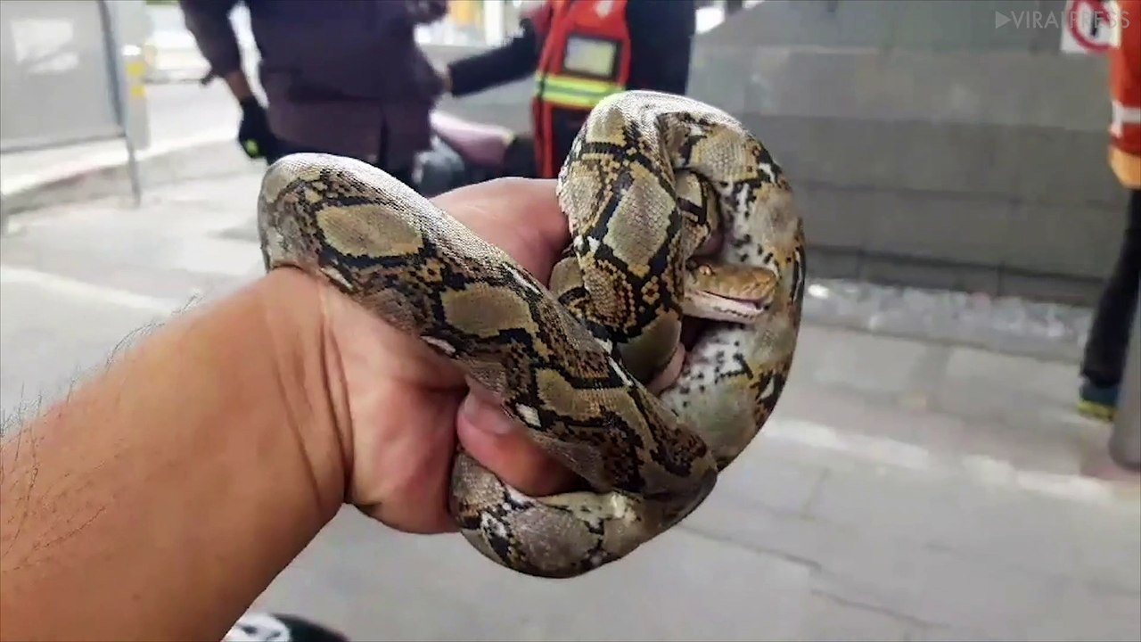 Python Caught At Subway Station