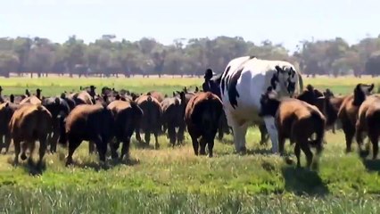 Ce bœuf géant mesure 1,93 mètre pour 1400 kilos