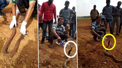 Chikkamagaluru : ಚಿಕ್ಕಮಗಳೂರಿನಲ್ಲಿ ನೀರು ಕುಡಿಸಿ ನಾಗರಹಾವಿನ ರಕ್ಷಣೆ  | Oneindia Kannada