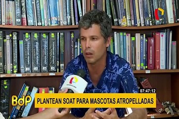 Plantean que SOAT también beneficie a mascotas atropelladas