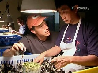 Dirty Jobs  E007 - Henne oder Hahn