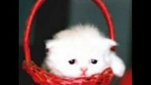gattini