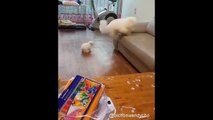 ♥Cute Dogs and Cats Doing Funny Things 2018♥ #95 - CuteVN