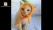 These Cute Kittens Will Warm Your Heart ♥ !!! - Cute VN